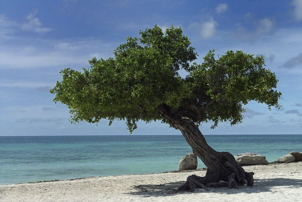 The famous Divi trees of Aruba on Eagle Beach
